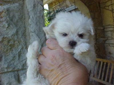 Puppies in TN